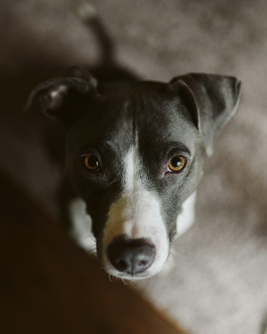 A dog attentively reading its owner's cues