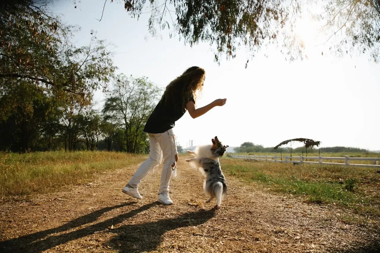 Owner training a dog to recall outdoors on a sunlit path