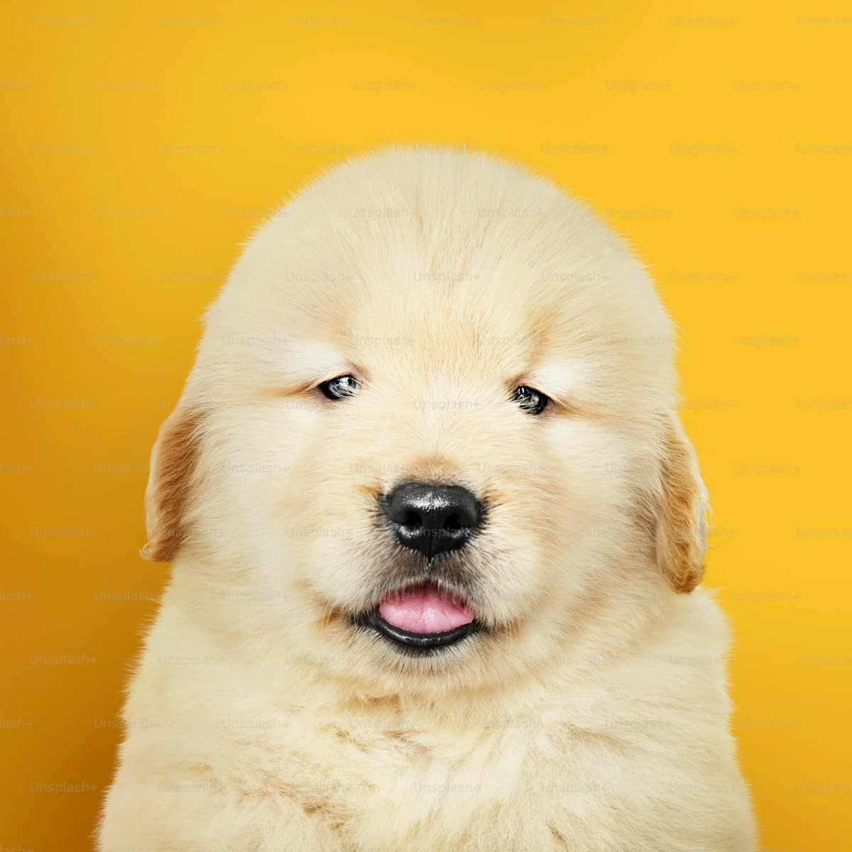 Adorable golden retriever puppy portrait