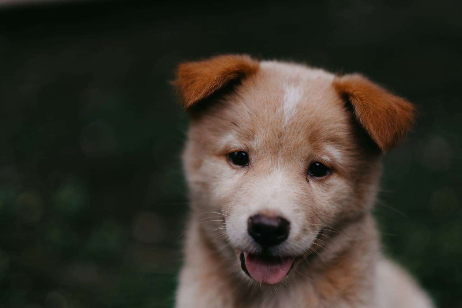A young puppy looking up happily